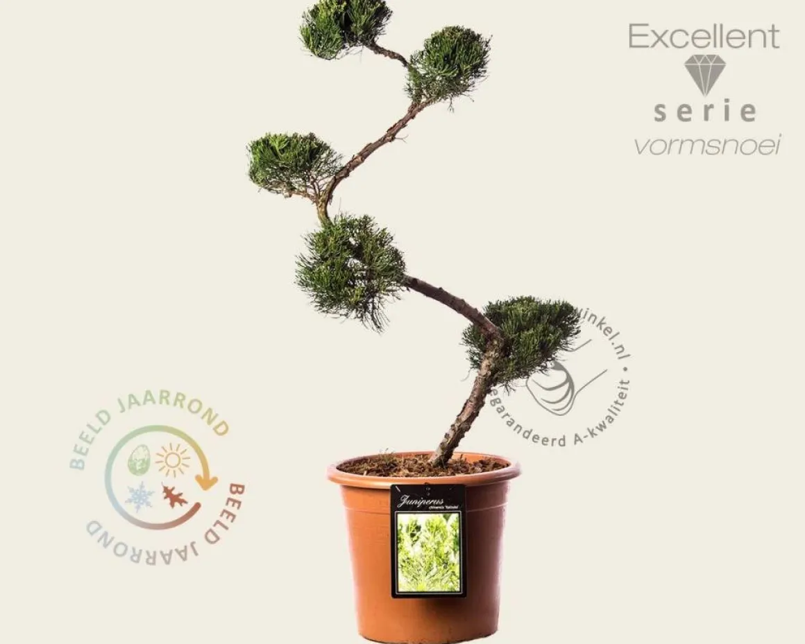 Juniperus chinensis 'Kaizuka' - bonsai - Excellent