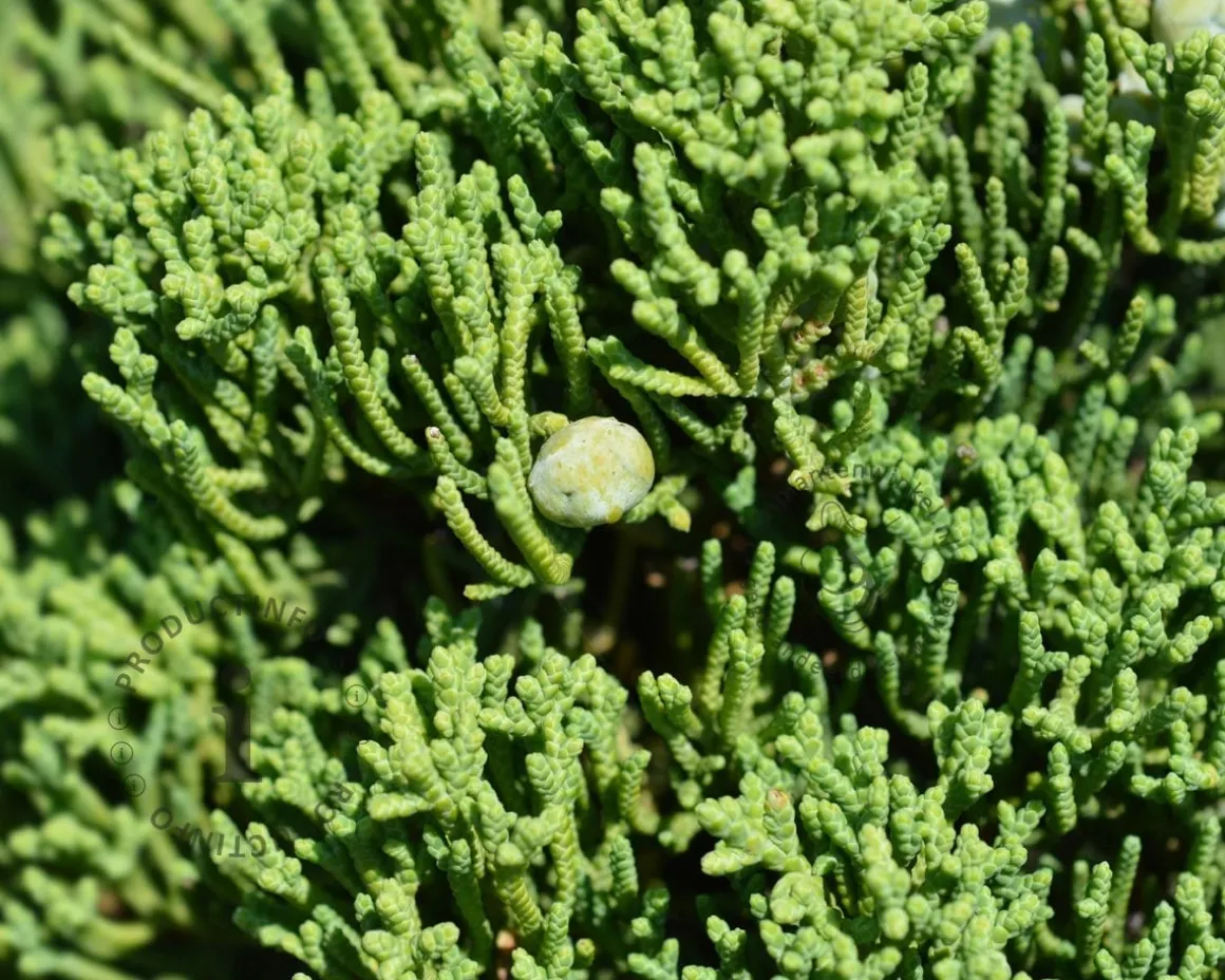 Juniperus chinensis 'Kaizuka'