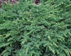 Juniperus communis 'Green Carpet'