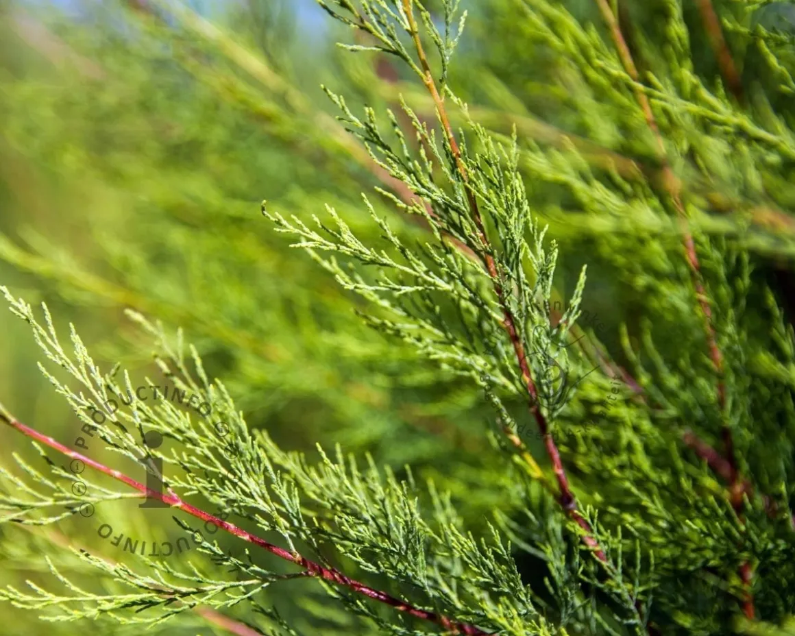Juniperus communis 'Repanda'
