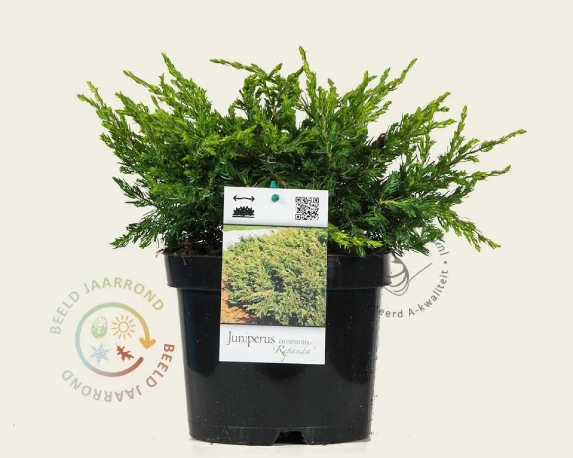 Juniperus communis 'Repanda'