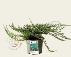 Juniperus horizontalis 'Blue Chip'