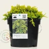 Juniperus horizontalis 'Golden Carpet'