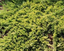 Juniperus horizontalis 'Golden Carpet'