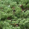 Juniperus horizontalis 'Prince of Wales'