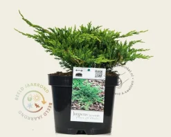 Juniperus horizontalis 'Prince of Wales'