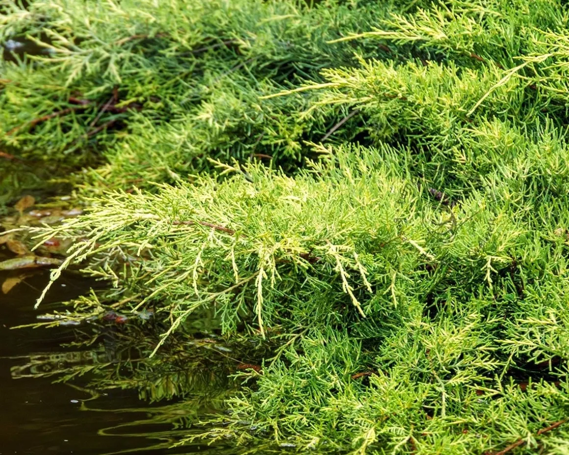 Juniperus media 'Goldschatz'