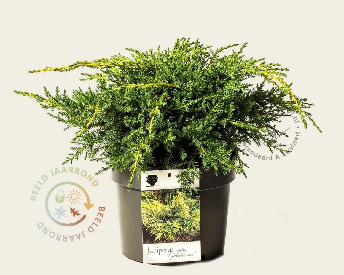 Juniperus media 'Goldschatz'