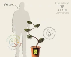 Juniperus media 'Pfitzeriana Aurea' - bonsai - Excellent