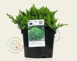 Juniperus procumbens 'Nana'