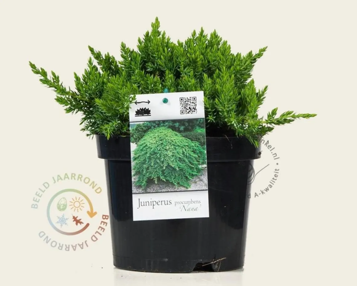 Juniperus procumbens 'Nana'