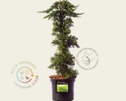Juniperus procumbens 'Nana' - piramide