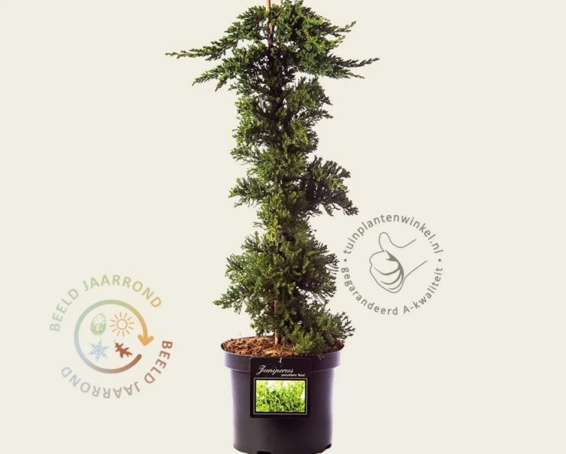 Juniperus procumbens 'Nana' - piramide