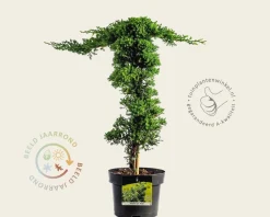 Juniperus procumbens 'Nana' - piramide