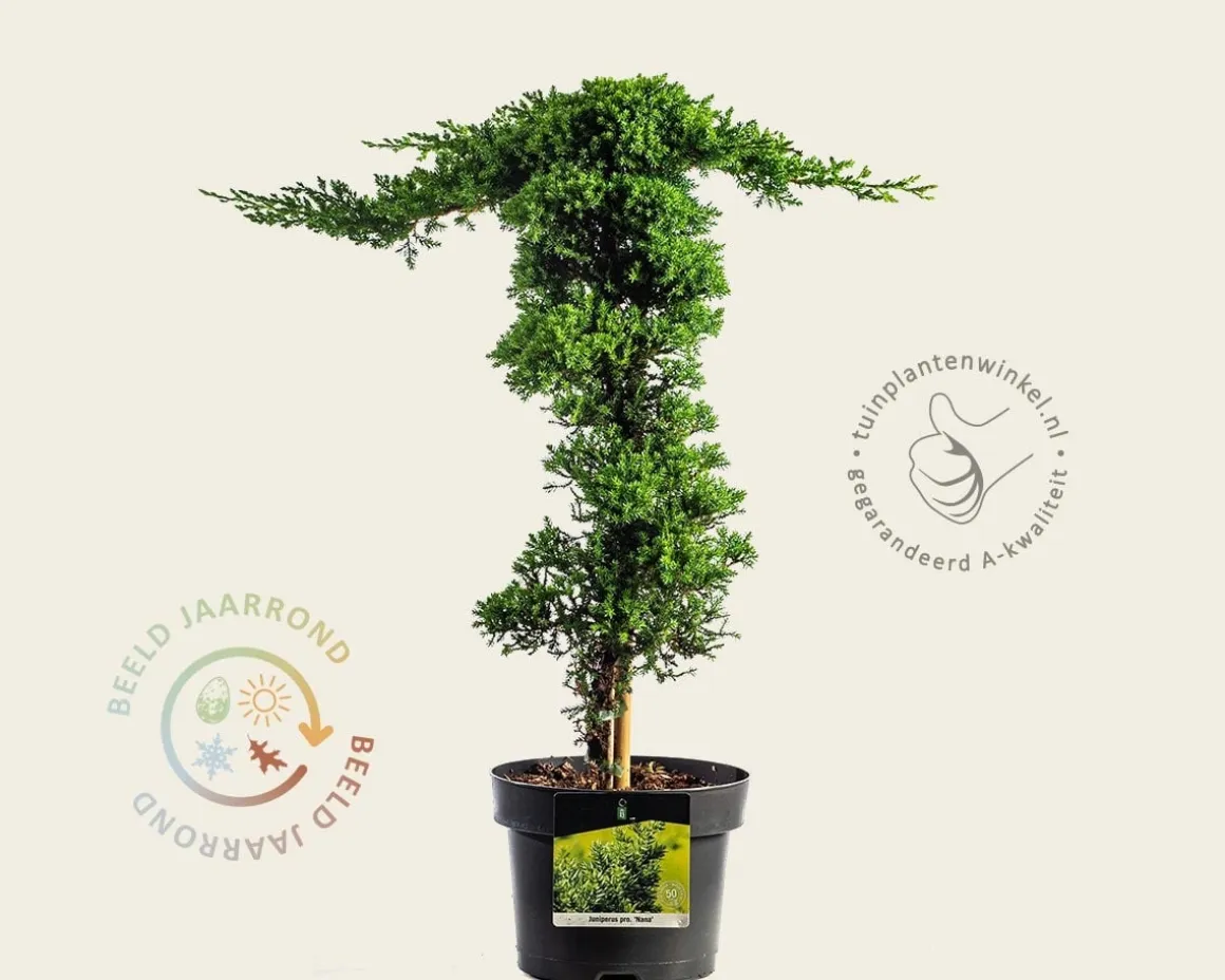 Juniperus procumbens 'Nana' - piramide