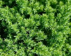Juniperus procumbens 'Nana' - piramide