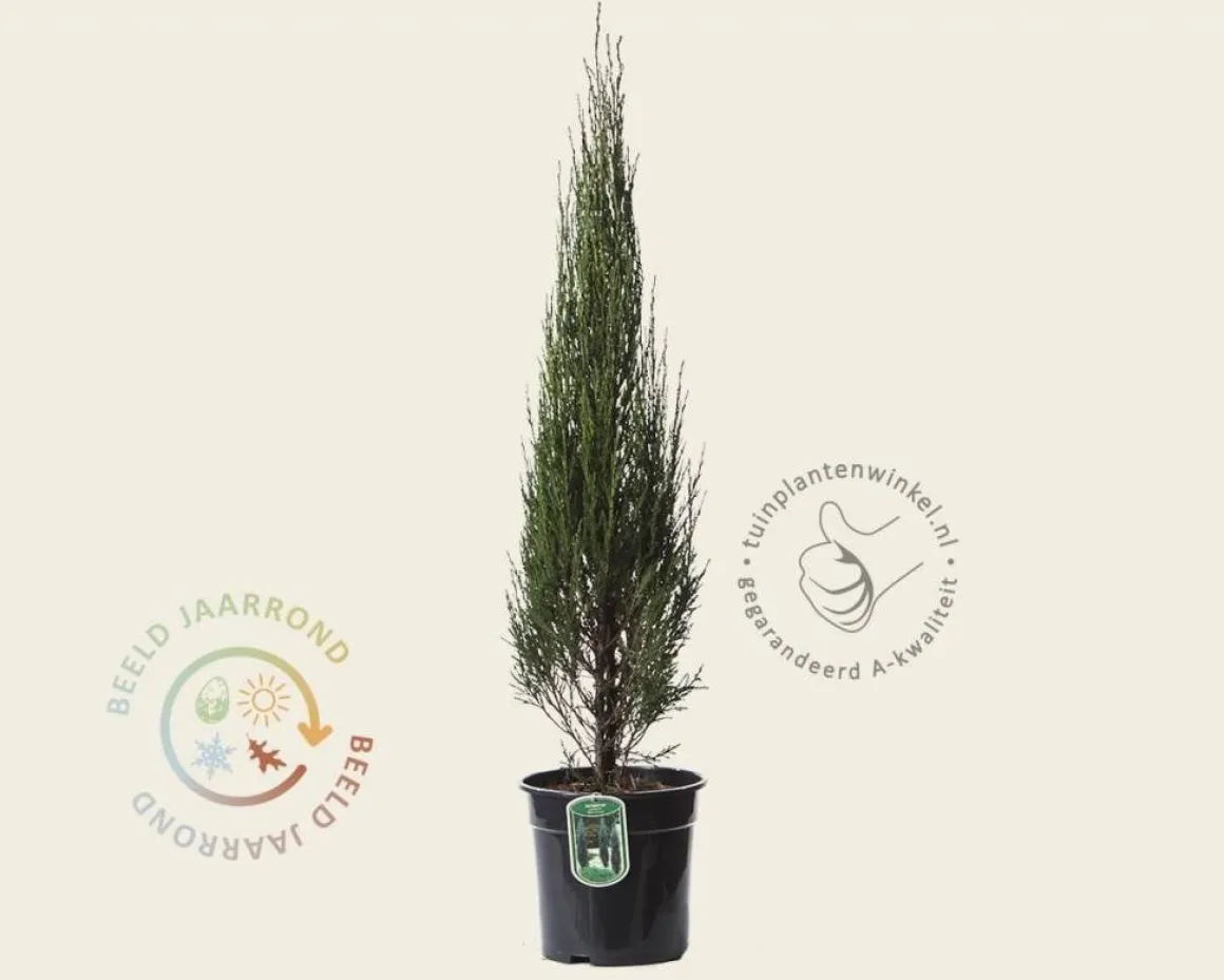 Juniperus scopulorum 'Blue Arrow' 80/90