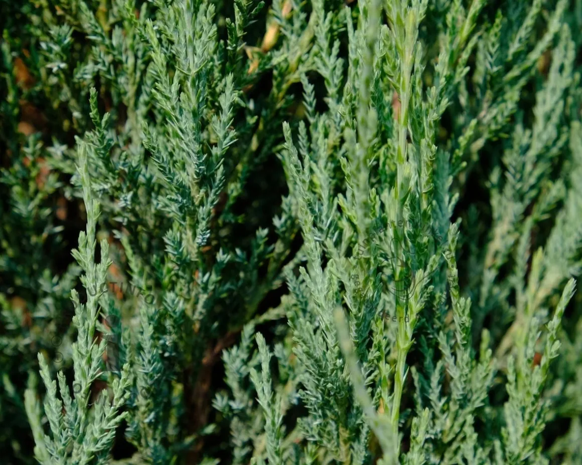 Juniperus scopulorum 'Blue Arrow' 80/90