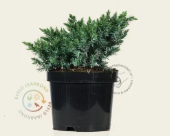 Juniperus squamata 'Blue Star'