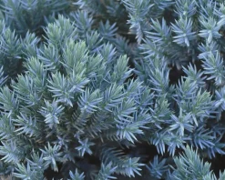 Juniperus squamata 'Blue Star'