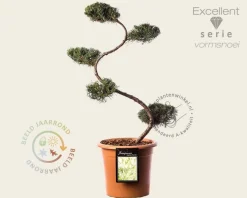 Juniperus virginiana 'Grey Owl' - bonsai- Excellent