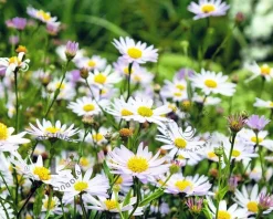 Kalimeris incisa 'Blue Star'