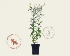 Kalimeris incisa 'Blue Star'