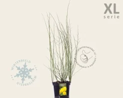 Kerria japonica 'Pleniflora' - XL