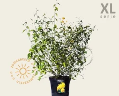 Kerria japonica 'Pleniflora' - XL