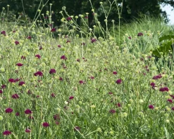 Knautia macedonica