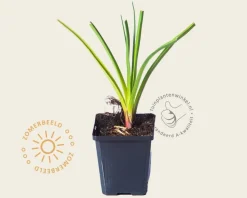 Kniphofia 'Alcazar'
