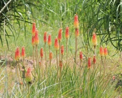 Kniphofia 'Alcazar'