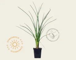 Kniphofia 'Mango Popsicle'