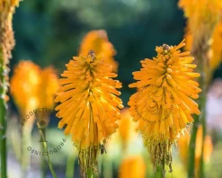 Kniphofia 'Mango Popsicle'