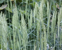 Koeleria glauca