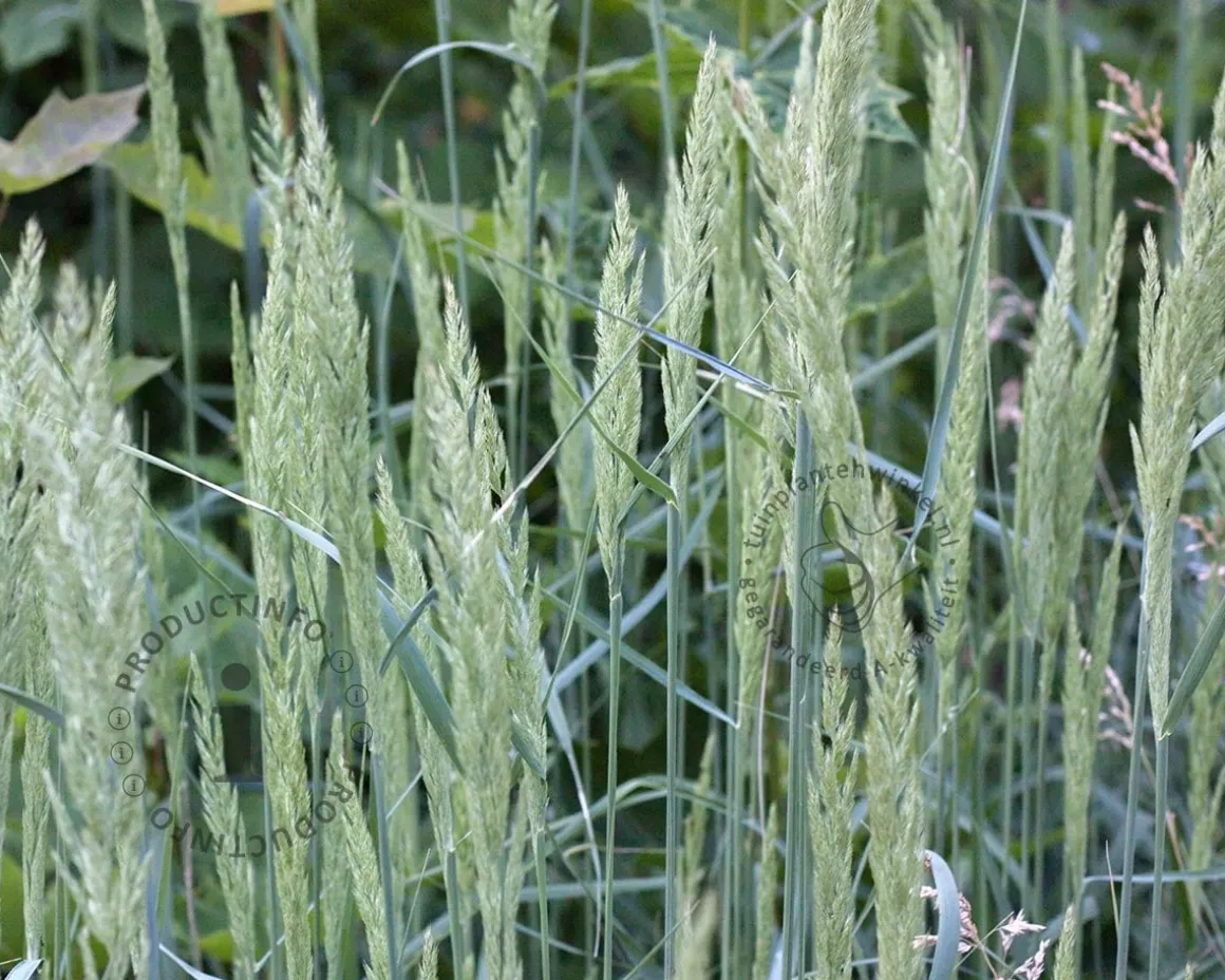 Koeleria glauca