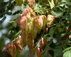 Koelreuteria paniculata - hoogstam
