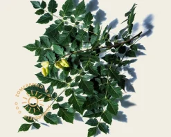 Koelreuteria paniculata - hoogstam