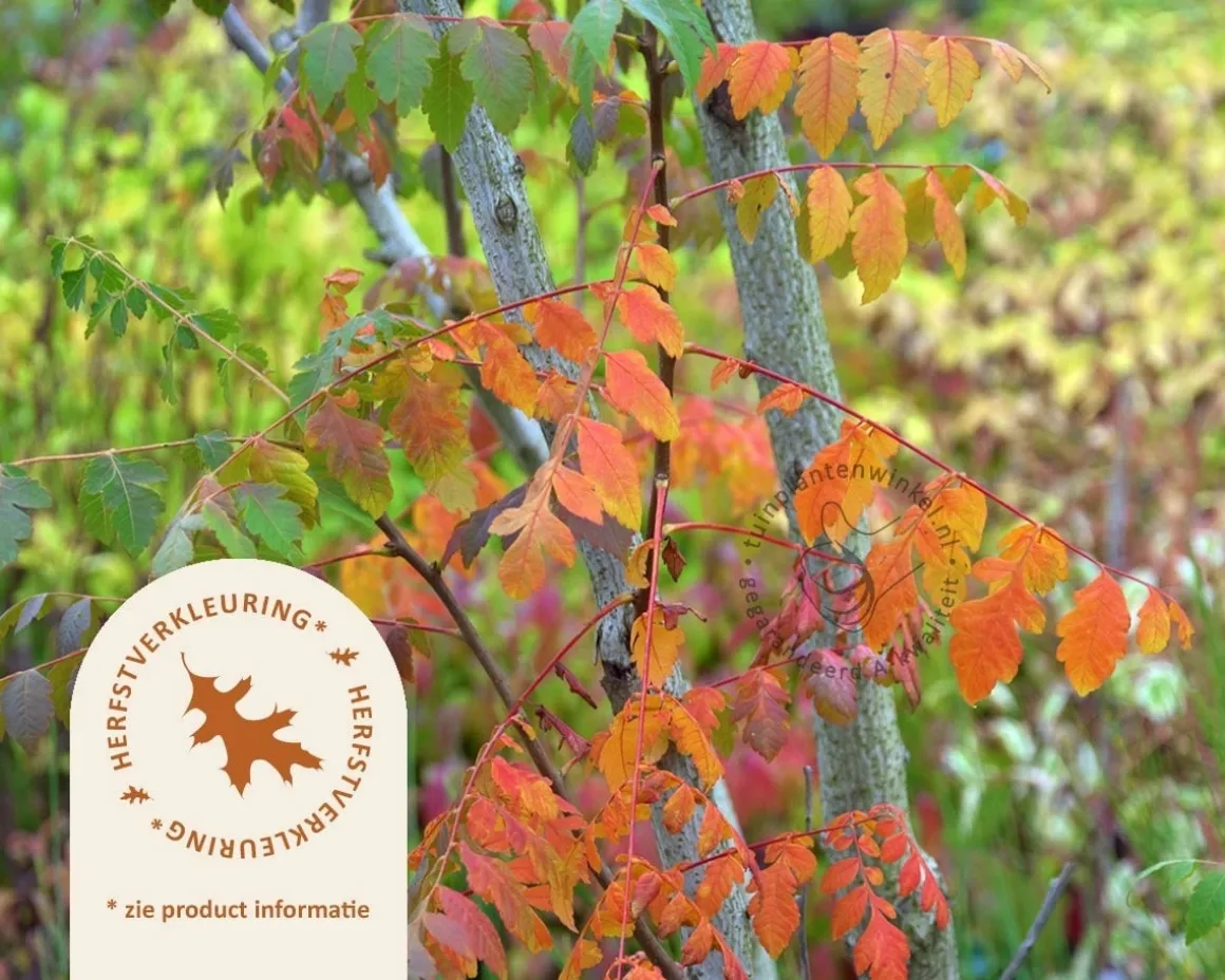 Koelreuteria paniculata - hoogstam