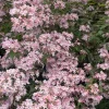 Kolkwitzia amabilis 'Pink Cloud' - XL