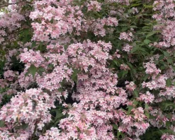 Kolkwitzia amabilis 'Pink Cloud' - XL