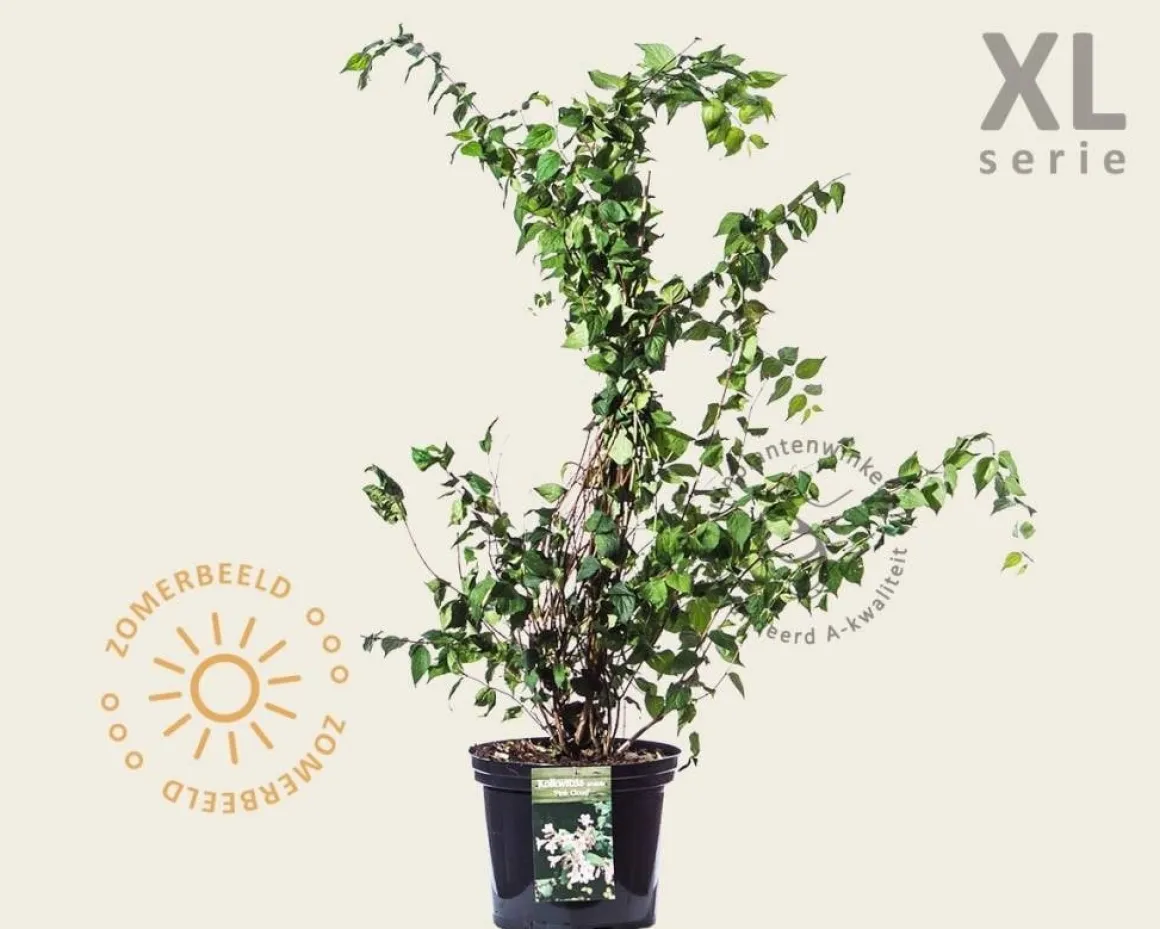 Kolkwitzia amabilis 'Pink Cloud' - XL