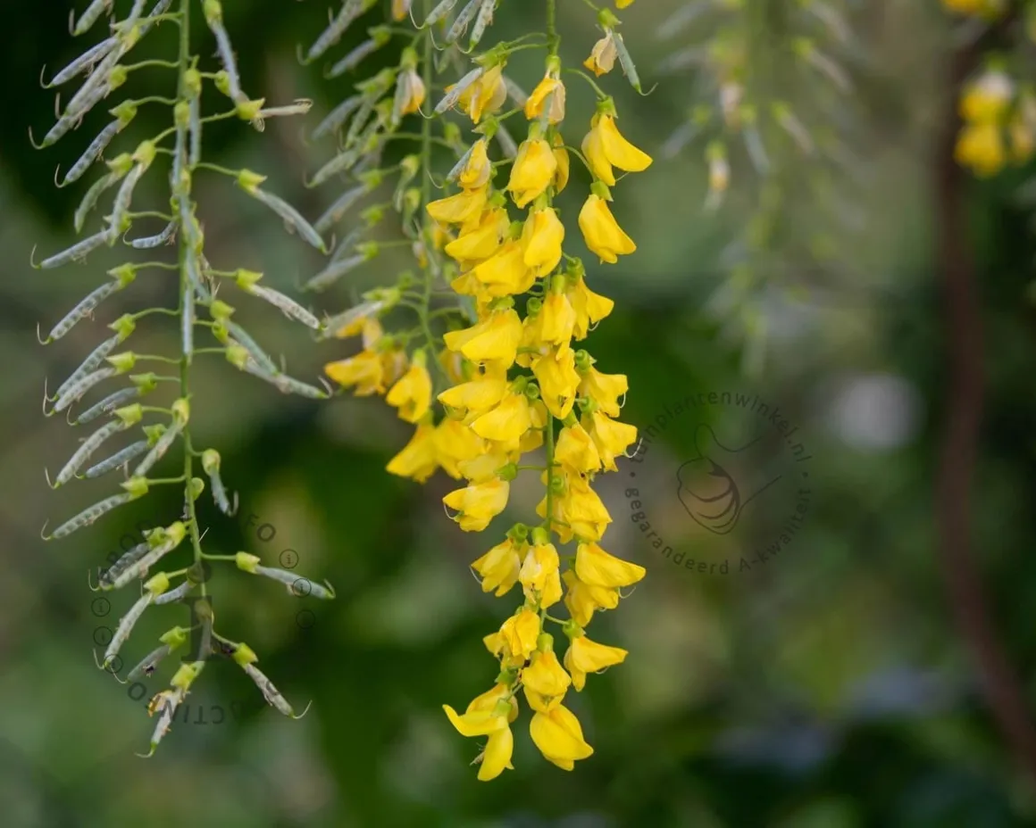 Laburnum alpinum 'Pendulum' - 180 cm stam