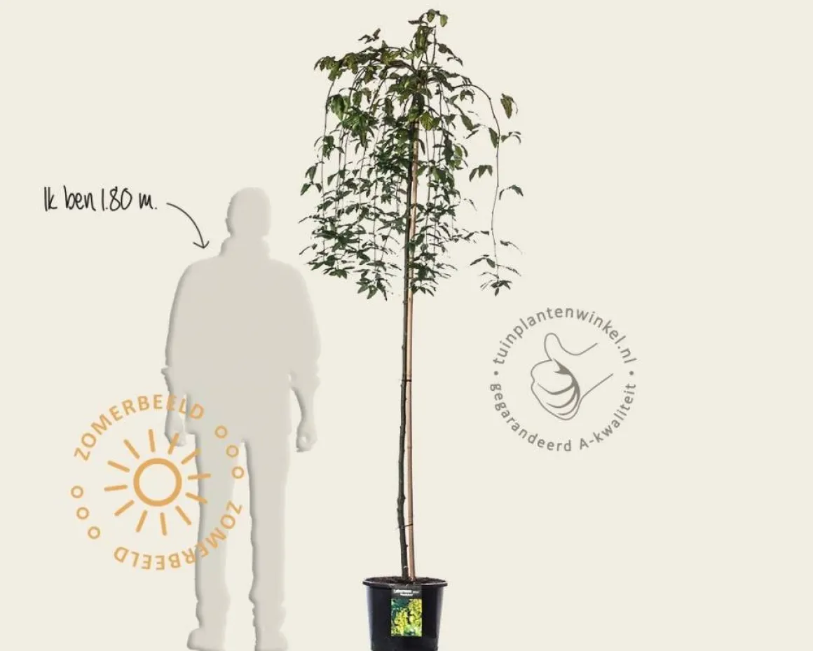 Laburnum alpinum 'Pendulum' - 180 cm stam