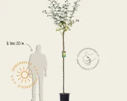 Laburnum watereri 'Vossii'
