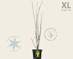Laburnum watereri 'Vossii' - XL