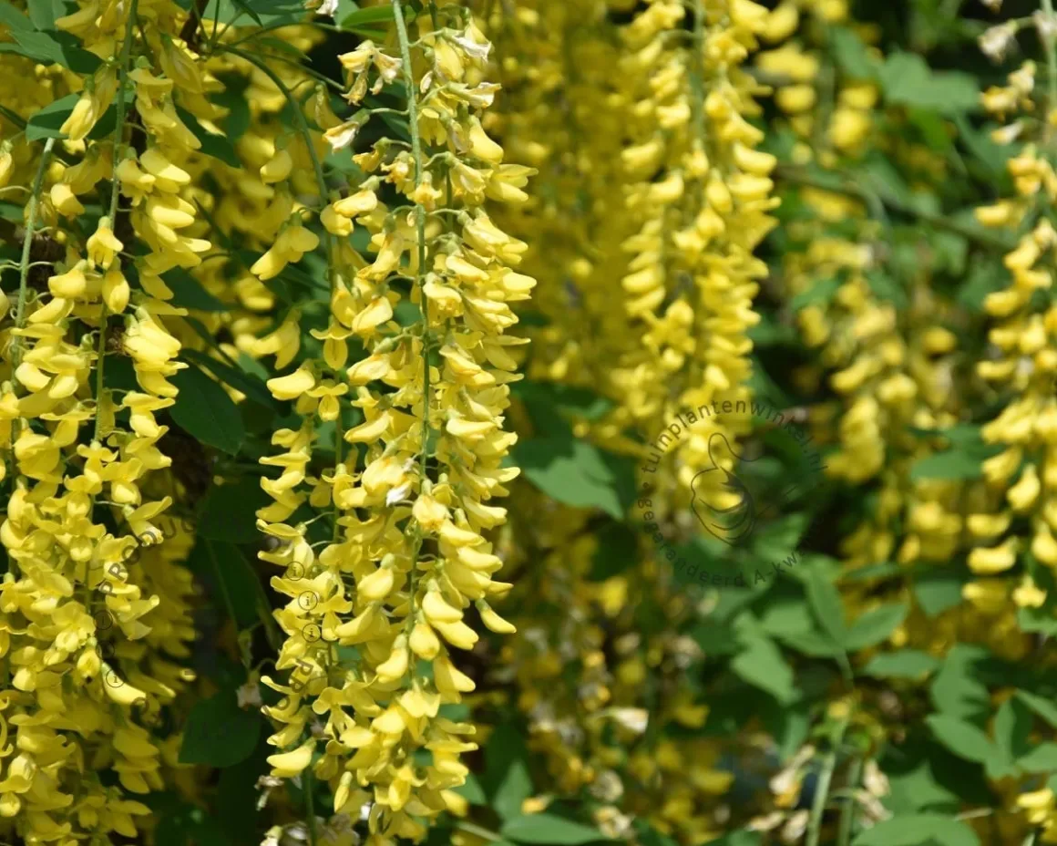 Laburnum watereri 'Vossii' - XL