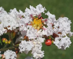 Lagerstroemia indica 'Burgundy Cotton' - op stam