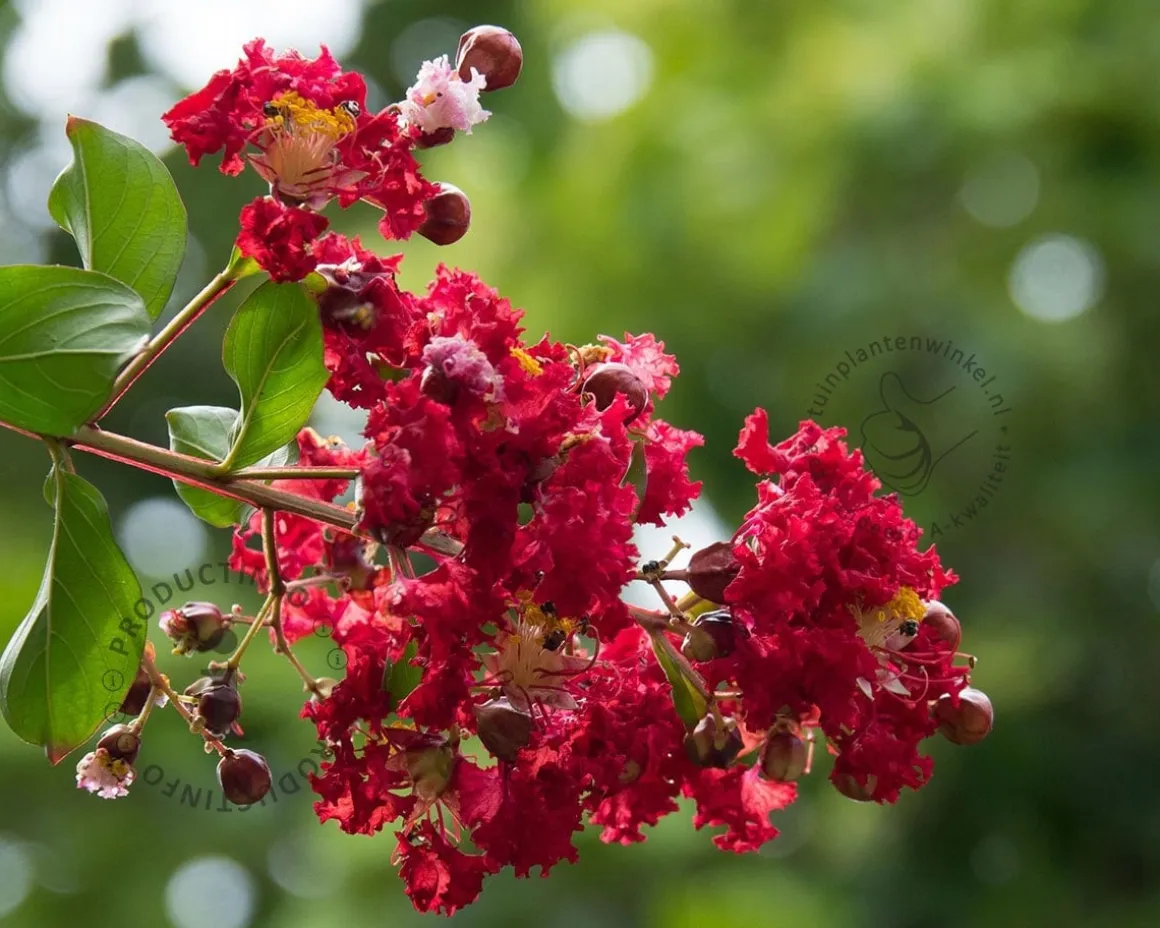 Lagerstroemia indica 'Dynamite' - op stam