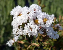 Lagerstroemia indica 'Milabla' (With Love Virgin)